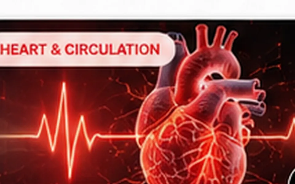 How Blood Circulation Works: A Simple Guide